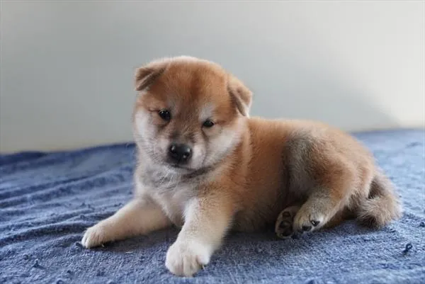 Male Shiba Inu puppy for sale at Petland -  Ft Walton.