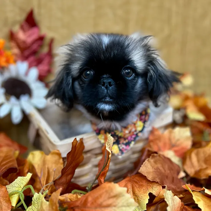 Female Pekingese puppy for sale at Petland -  Ft Walton.