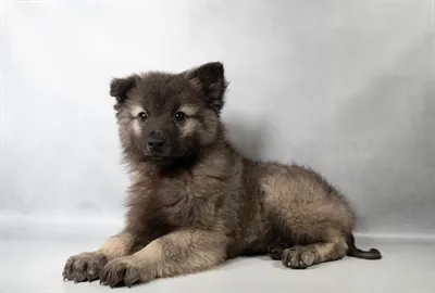 Male Keeshond puppy for sale at Petland -  Ft Walton.