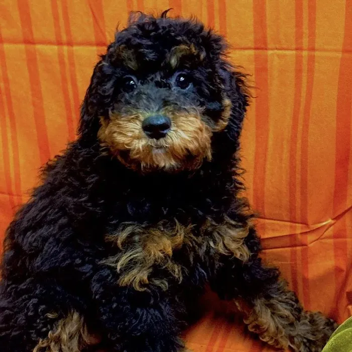 Female Miniature Bernedoodle 2Nd Gen puppy for sale at Petland -  Ft Walton.