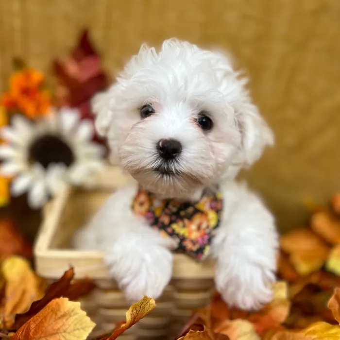 Male Maltese puppy for sale at Petland -  Ft Walton.