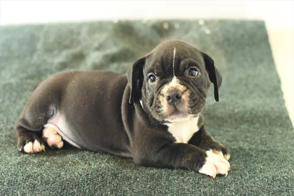 Male Beabull 2Nd Gen puppy for sale at Petland -  Ft Walton.