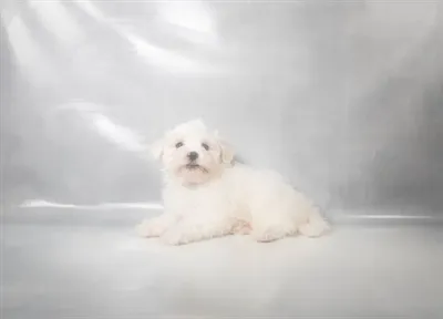 Male Maltese puppy for sale at Petland -  Ft Walton.
