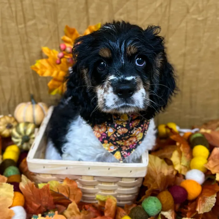 Female Cocker Spaniel puppy for sale at Petland -  Ft Walton.