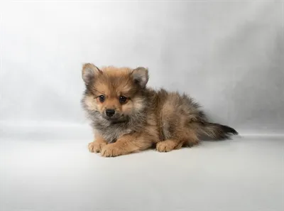 Male Pomeranian puppy for sale at Petland -  Ft Walton.