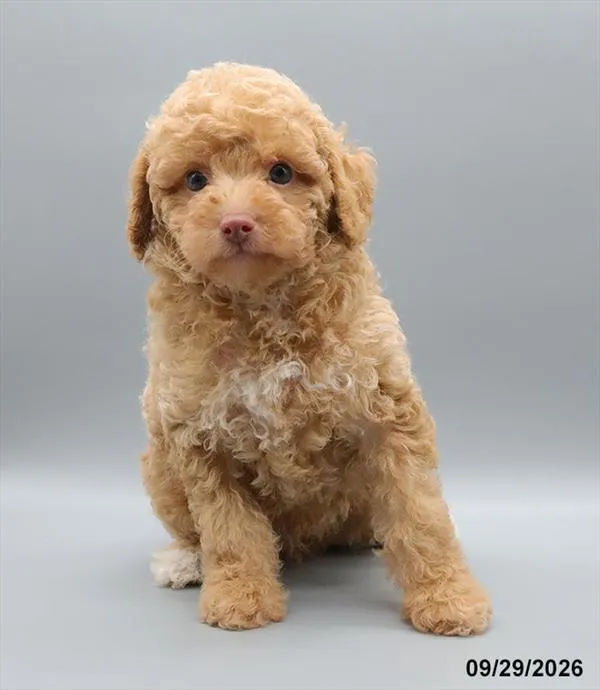 Male Poodle puppy for sale at Petland -  Ft Walton.