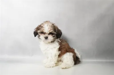 Male Shih Tzu puppy for sale at Petland -  Ft Walton.