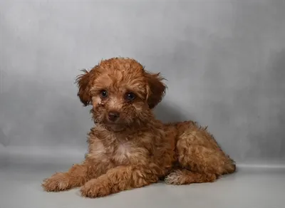 Male Yorkie-Poo puppy for sale at Petland -  Ft Walton.
