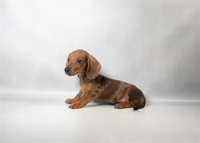 Male Dachshund puppy for sale at Petland -  Ft Walton.