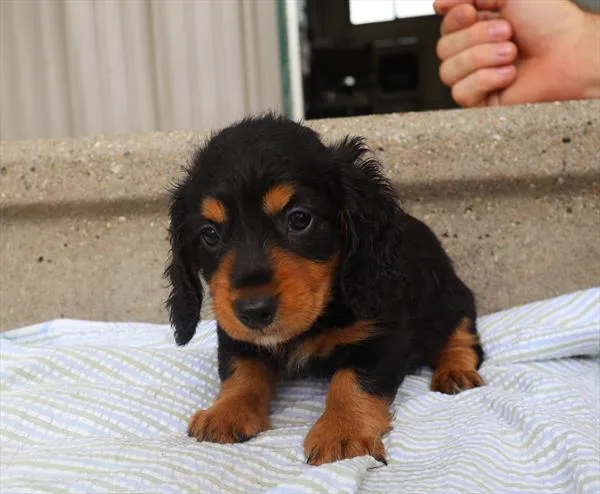 Female Dachshund puppy for sale at Petland -  Ft Walton.