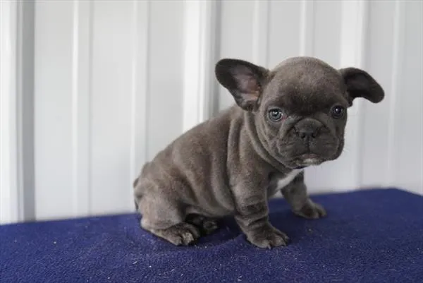 Female French Bulldog puppy for sale at Petland -  Ft Walton.