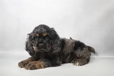 Female Cocker Spaniel puppy for sale at Petland -  Ft Walton.