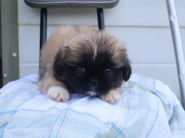 Female Pekingese puppy for sale at Petland -  Ft Walton.