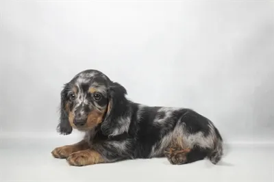 Male Dachshund puppy for sale at Petland -  Ft Walton.