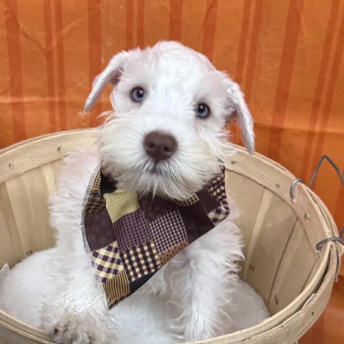 Male Miniature Schnauzer puppy for sale at Petland -  Ft Walton.