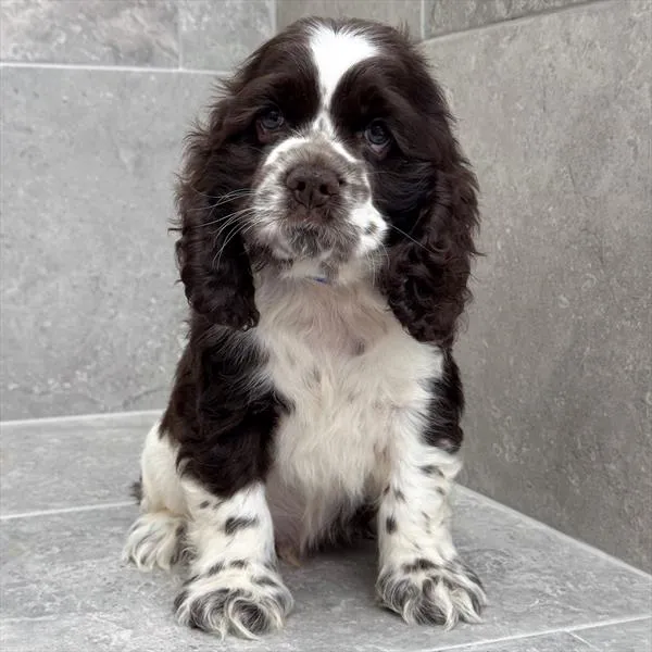 Male Cocker Spaniel puppy for sale at Petland - Pensacola.