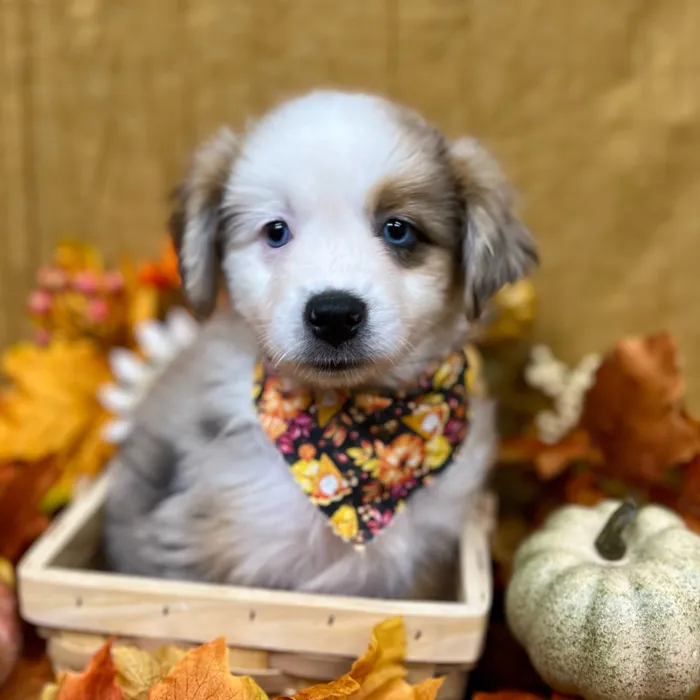 Female Miniature Australian Shepherd puppy for sale at Petland -  Ft Walton.