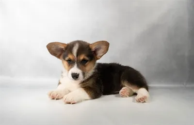 Male Pembroke Welsh Corgi puppy for sale at Petland -  Ft Walton.