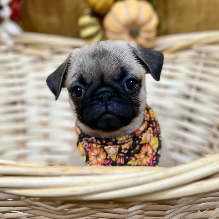 Male Pug puppy for sale at Petland -  Ft Walton.