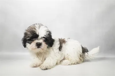 Male Shih Tzu puppy for sale at Petland -  Ft Walton.