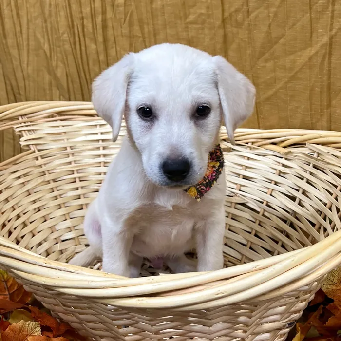 Male Labrador Retriever puppy for sale at Petland -  Ft Walton.