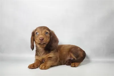 Male Dachshund puppy for sale at Petland -  Ft Walton.
