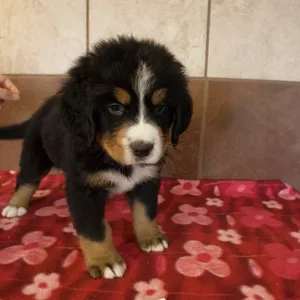Male Bernese Mountain Dog puppy for sale at Petland -  Ft Walton.