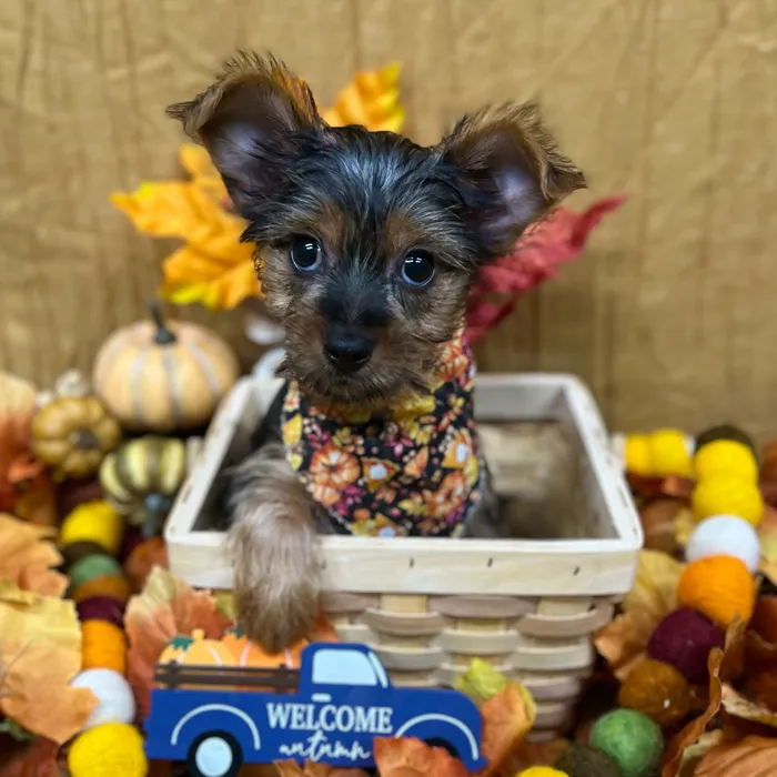 Male Yorkshire Terrier puppy for sale at Petland -  Ft Walton.