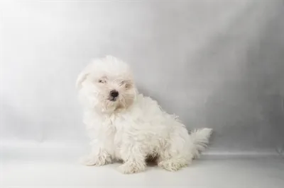 Female Maltese puppy for sale at Petland -  Ft Walton.