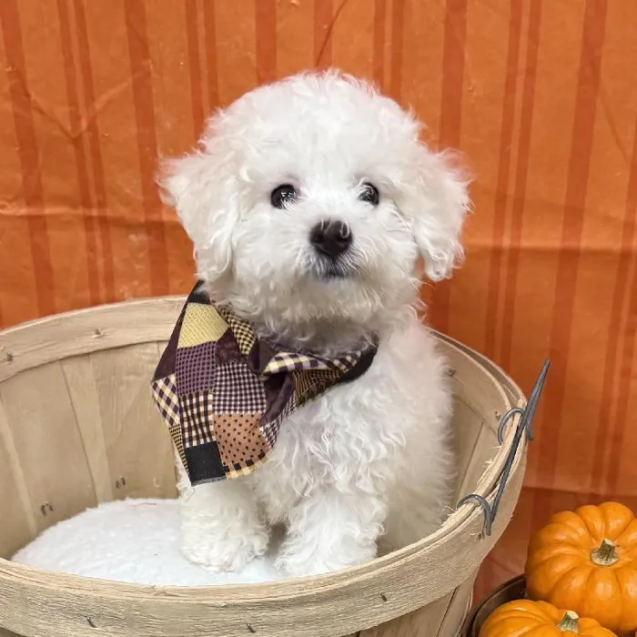 Female Bichon Frise puppy for sale at Petland -  Ft Walton.