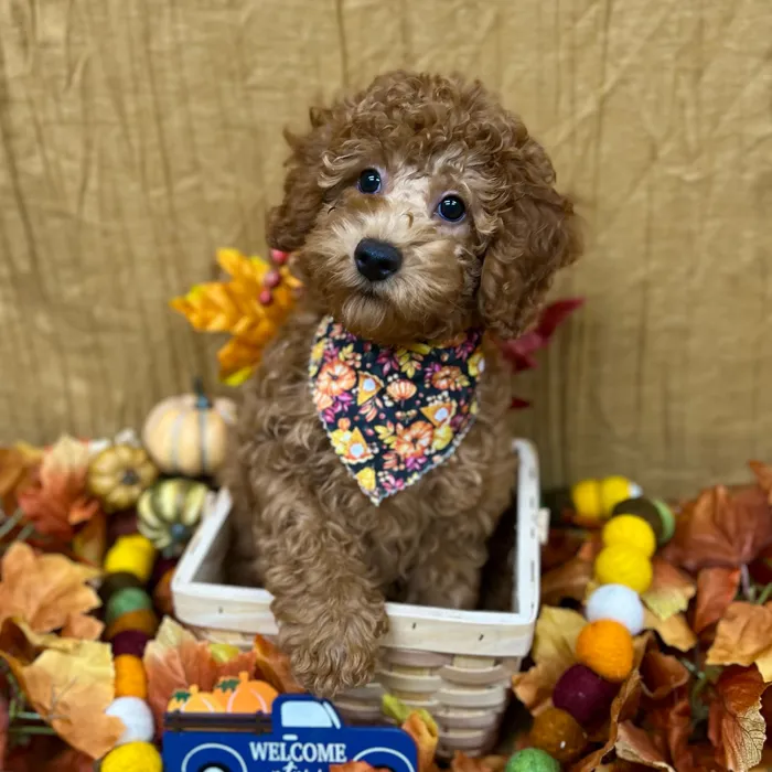 Female Poodle puppy for sale at Petland -  Ft Walton.
