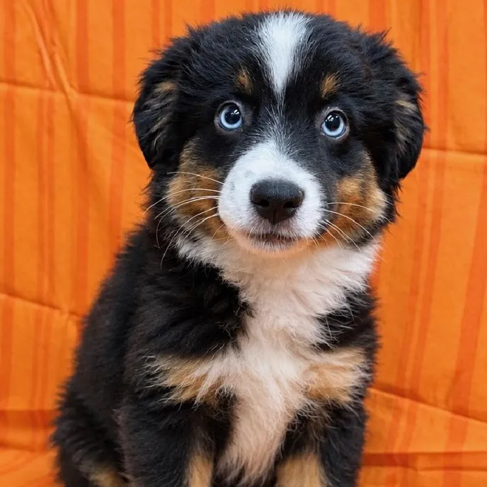 Male Miniature American Shepherd puppy for sale at Petland -  Ft Walton.