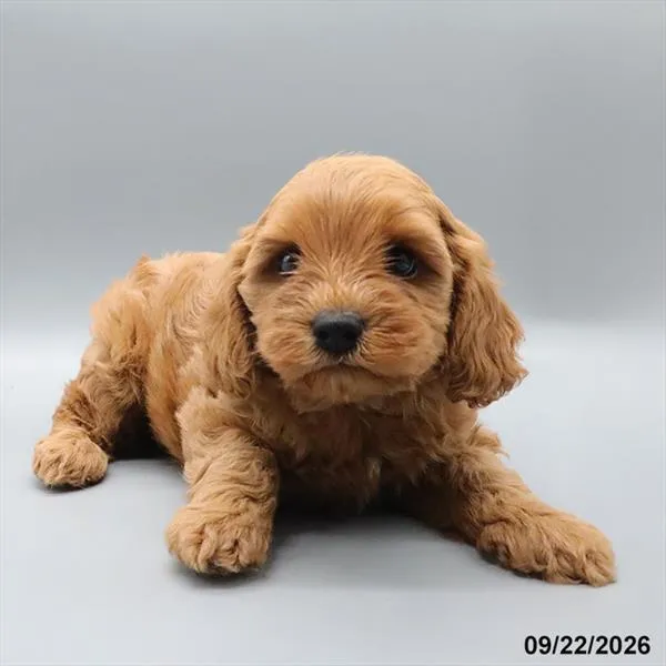 Male Cavapoo puppy for sale at Petland -  Ft Walton.