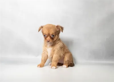 Female Chihuahua puppy for sale at Petland -  Ft Walton.