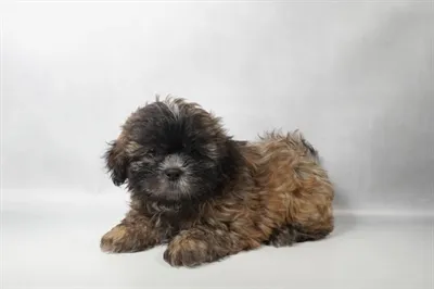 Male Shih Tzu puppy for sale at Petland -  Ft Walton.