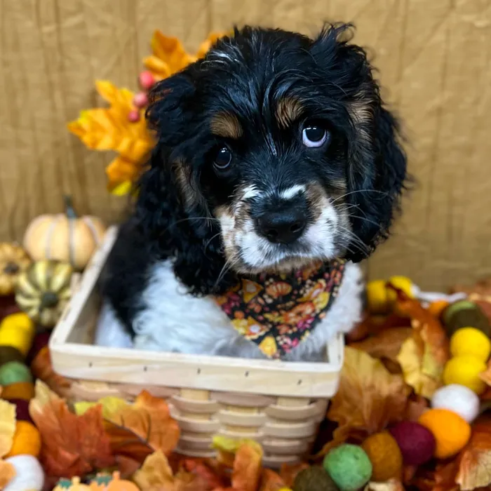 Female Cocker Spaniel puppy for sale at Petland -  Ft Walton.