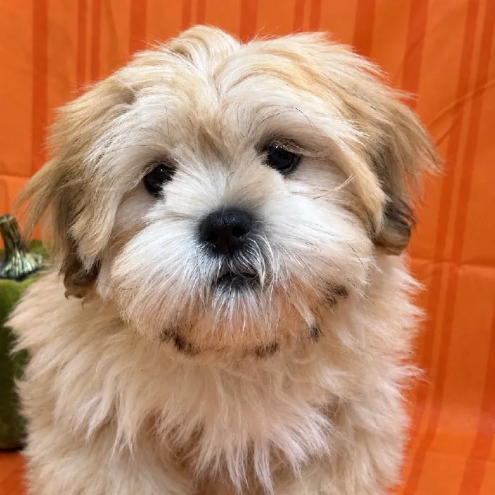 Female Lhasa Apso puppy for sale at Petland -  Ft Walton.