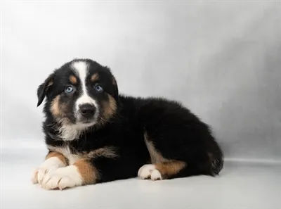 Female Australian Shepherd puppy for sale at Petland -  Ft Walton.