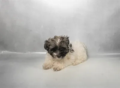 Male Havanese puppy for sale at Petland - Pensacola.