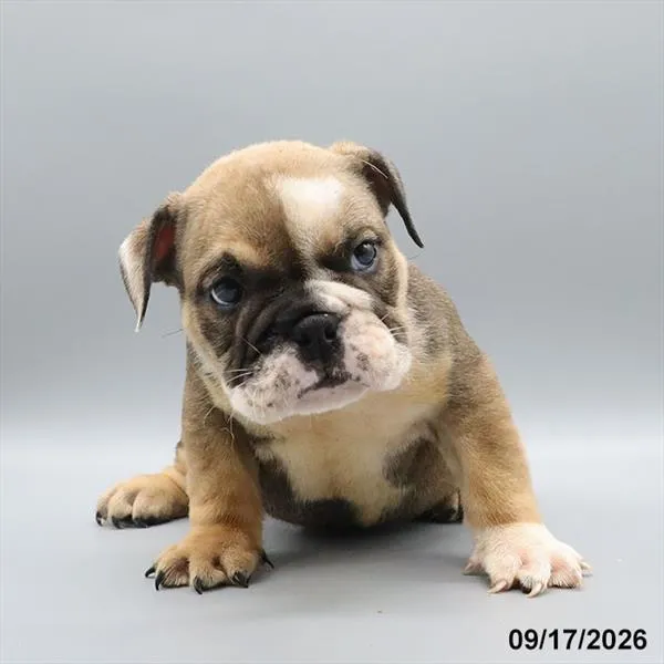 Male Bulldog puppy for sale at Petland -  Ft Walton.