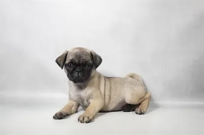Female Pug puppy for sale at Petland -  Ft Walton.