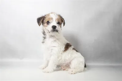 Female Yorkshire Terrier puppy for sale at Petland -  Ft Walton.