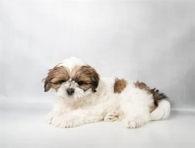 Female Lhasa Apso puppy for sale at Petland -  Ft Walton.