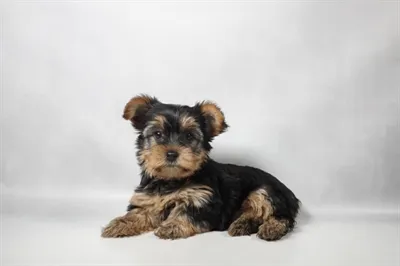 Female Yorkshire Terrier puppy for sale at Petland -  Ft Walton.