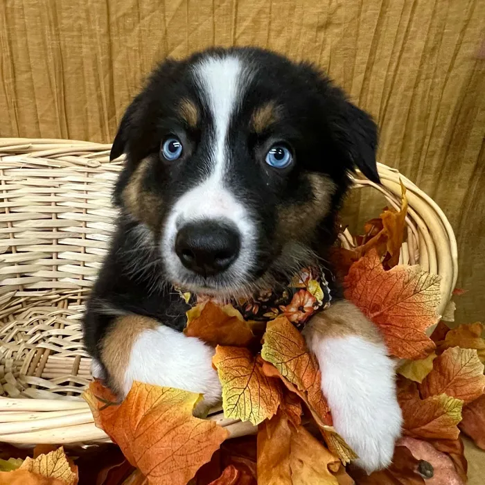 Female Australian Shepherd puppy for sale at Petland -  Ft Walton.