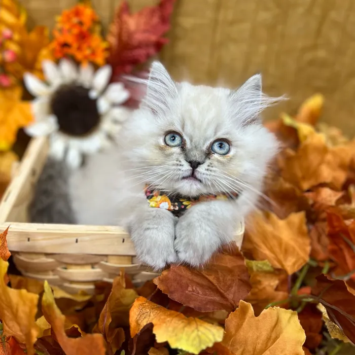 Female Persian kitten for sale at Petland -  Ft Walton.