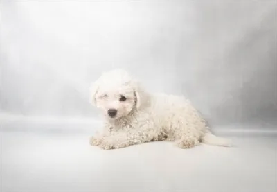 Male Bichon Frise puppy for sale at Petland -  Ft Walton.