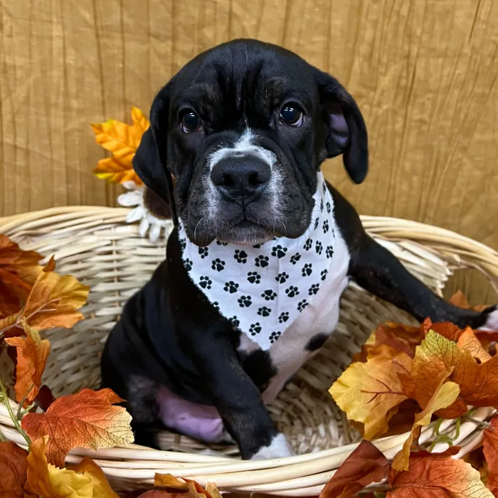 Male Beabull 2Nd Gen puppy for sale at Petland -  Ft Walton.