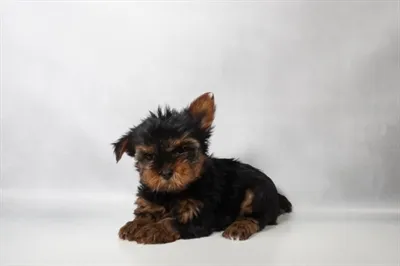 Male Yorkshire Terrier puppy for sale at Petland -  Ft Walton.