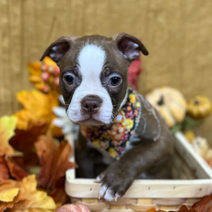 Male Boston Terrier puppy for sale at Petland -  Ft Walton.